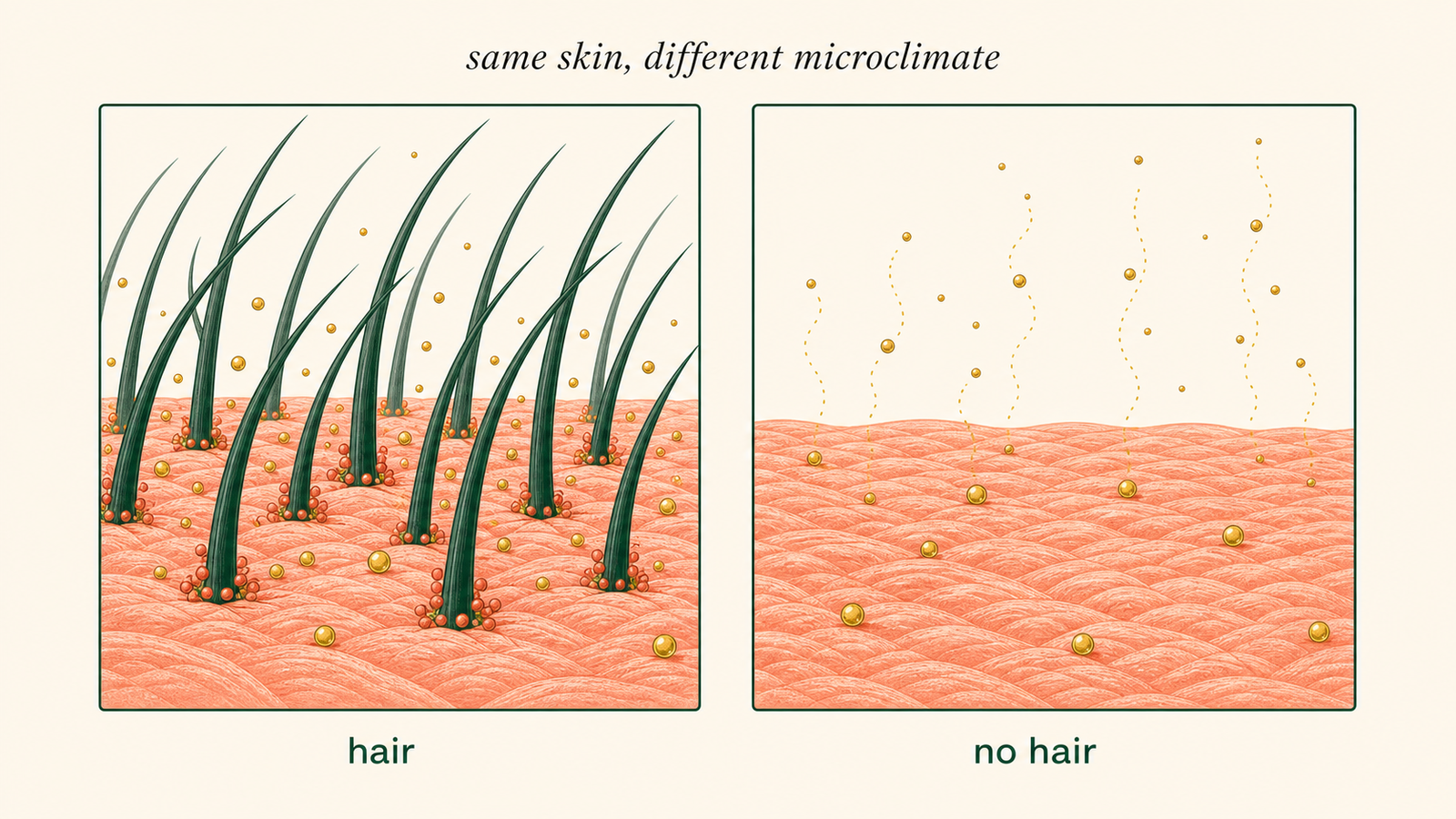 Side-by-side abstract diagram of an underarm microclimate with hair and without hair.