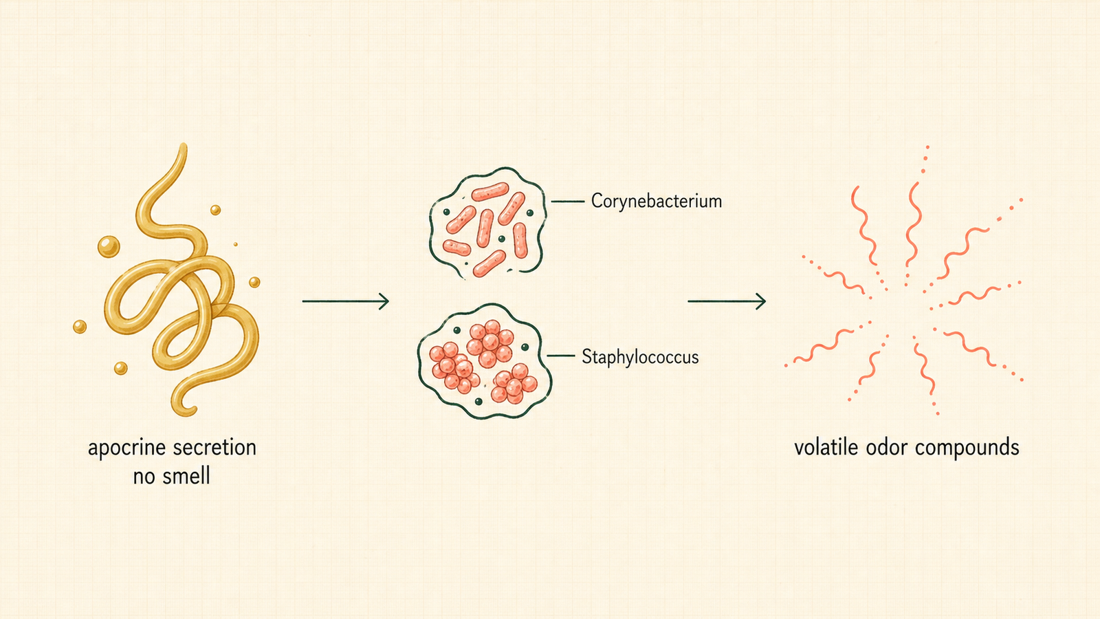 Editorial diagram of the apocrine-gland-to-volatile-odor pathway.